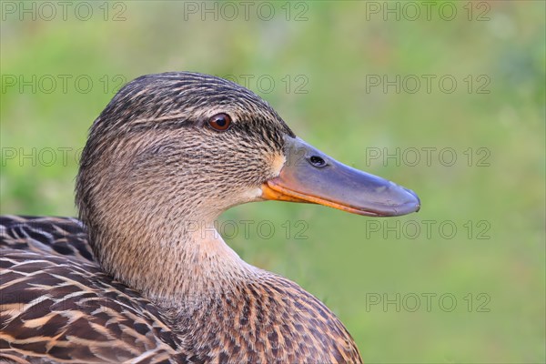 Mallard (Anas platyrhynchos) female, portrait, Rosensteinpark, Stuttgart, Baden-Wuerttemberg, Germany, Europe