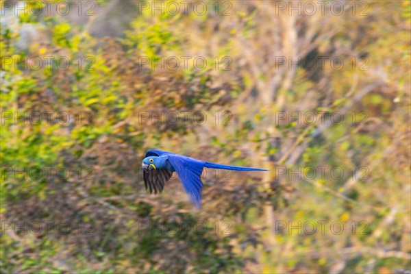 Hyacinth Macaw (Anodorhynchus hyacinthinus) Pantanal Brazil