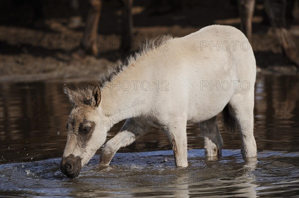 Duelmen wild horse, foal in the water, Merfelder Bruch, Duelmen, North Rhine-Westphalia, Germany, Europe