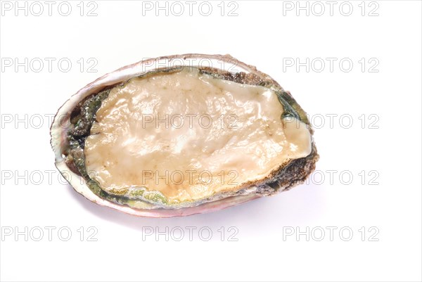 An opened fresh abalone isolated on a white background, abalone