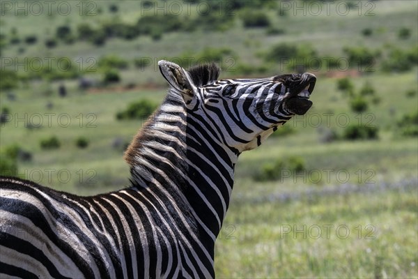 Plains zebra (Equus quagga), Funny Zebra, Addo Elephant National Park, Eastern Cape, South Africa, Africa