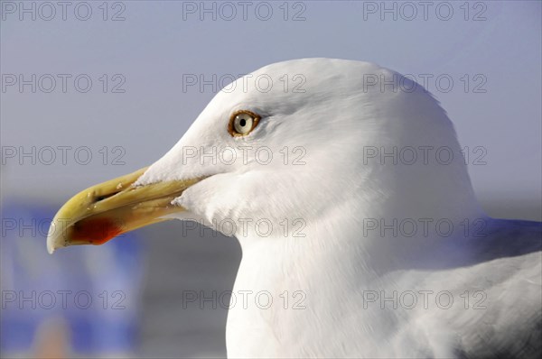 European herring gull (Larus argentatus), Very close and detailed image of the head of a gull next to the sea, Sylt, North Frisian Island, Schleswig-Holstein, Germany, Europe