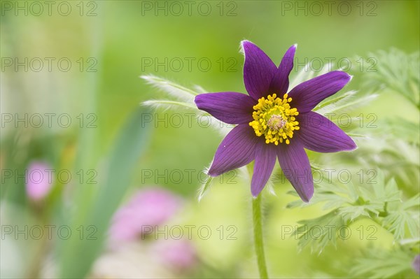 Close-up of a common pasque flower (Pulsatilla vulgaris), Hesse, Germany, Europe