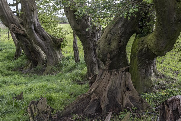 Old european hornbeams (Carpinus betulus), Emsland, Lower Saxony, Germany, Europe