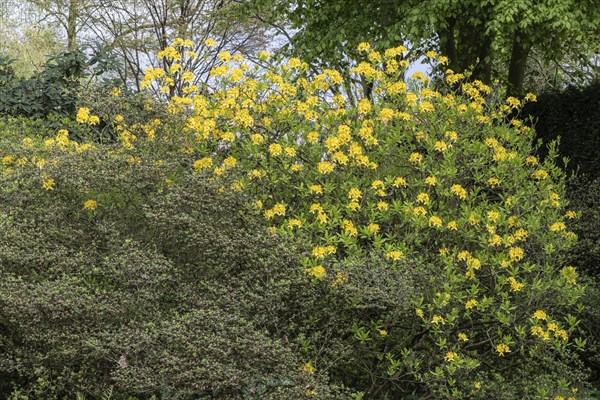 Rhododendron flower (Rhododendron luteum), azalea, Emsland, Lower Saxony, Germany, Europe