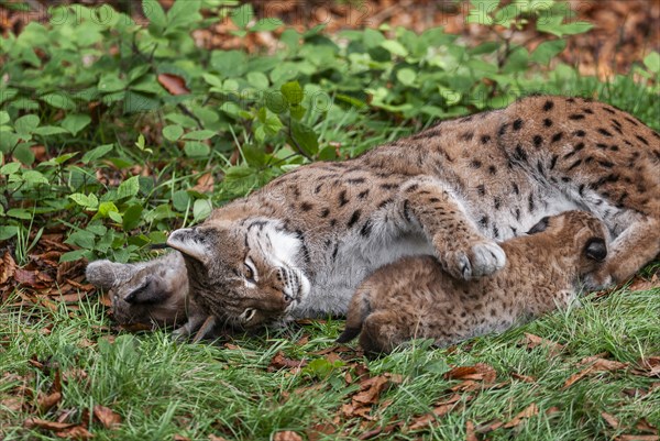 Eurasian lynx (Lynx lynx) female, mother and two cubs lying on the ground, one young suckling, captive, Germany, Europe