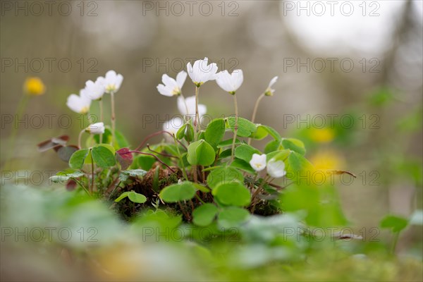 Common wood sorrel (Oxalis acetosella), many flowers with light reflection in the background, Velbert, North Rhine-Westphalia, Germany, Europe