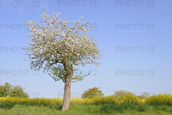 Fruit tree, apple tree (Malus domestica) in bloom next to a flowering rape field (Brassica napus), blue sky, North Rhine-Westphalia, Germany, Europe