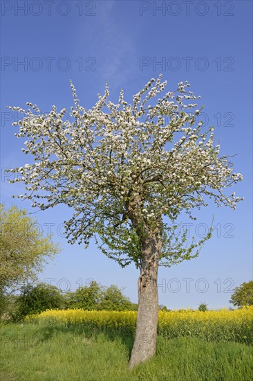 Fruit tree, apple tree (Malus domestica) in bloom next to a flowering rape field (Brassica napus), blue sky, North Rhine-Westphalia, Germany, Europe