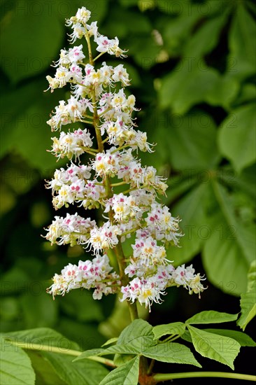 Horse chestnut (Aesculus), branch with white inflorescence, spring, North Rhine-Westphalia, Germany, Europe