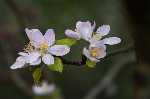 Apple (Malus) blossoms, Stuttgart, Germany, Europe