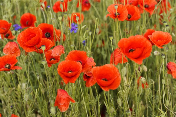 Poppy flowers (Papaver rhoeas), Baden-Wuerttemberg, A cluster of poppies emphasises the vivid red on a green background, poppy flowers (Papaver rhoeas), Baden-Wuerttemberg, Germany, Europe