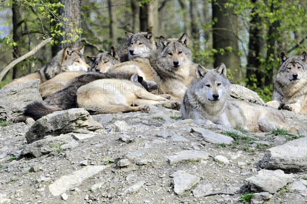 Mackenzie valley wolf (Canis lupus occidentalis), Captive, Germany, Europe, Several wolves relaxing together on a sunlit rock, zoo, Baden-Wuerttemberg, Europe
