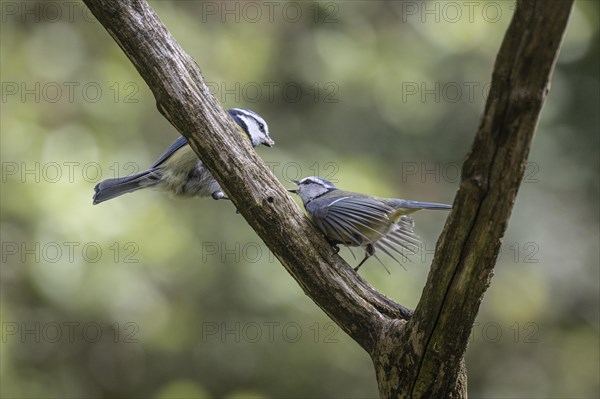 Blue tits (Parus caerulea), partner feeding, Emsland, Lower Saxony, Germany, Europe