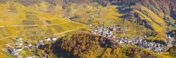 Vineyards in autumn, Mayschoss with parish church, red wine growing region Ahrtal, red wine of the Pinot Noir and Portugieser grape is grown here, Eifel, Rhineland-Palatinate, Germany, Europe