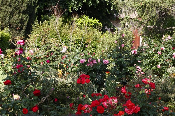 Flowers in summer in Lourmarin, Luberon, Vaucluse, Provence, France, Europe