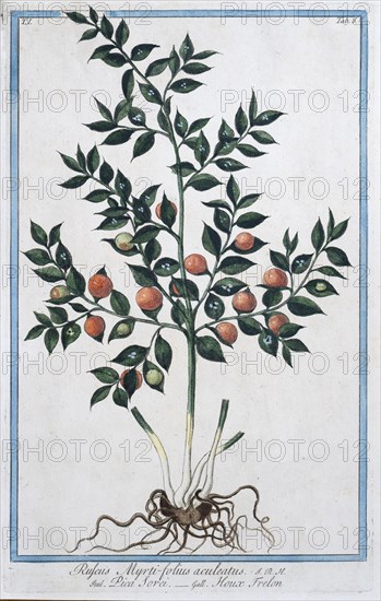 Rufus Myrti-folius aculeatus, hand-coloured botanical engraving from Hortus Romanus by Giorgio Bonelli, 1772