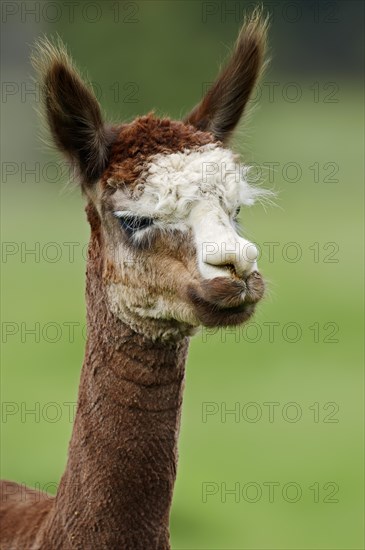 Alpaca (Vicugna pacos), portrait, North Rhine-Westphalia, Germany, Europe