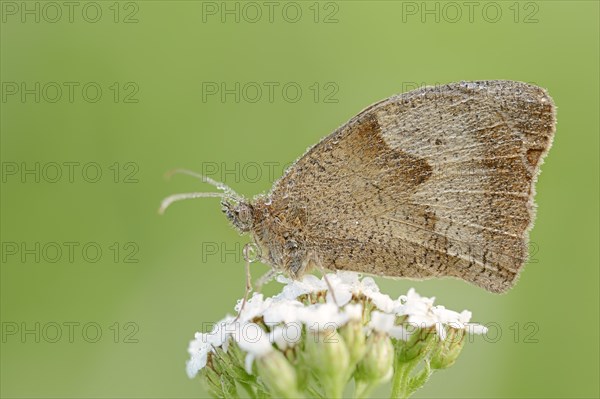 Meadow brown (Maniola jurtina) with dewdrops, North Rhine-Westphalia, Germany, Europe