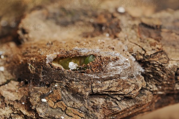 Sallow kitten moth (Furcula furcula), caterpillar building cocoon, North Rhine-Westphalia, Germany, Europe