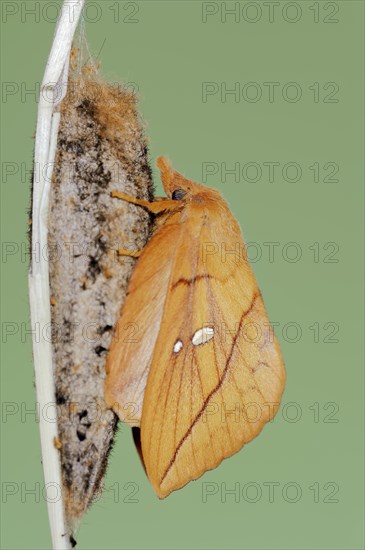 Drinker moth (Euthrix potatoria), freshly hatched butterfly on the cocoon, North Rhine-Westphalia, Germany, Europe