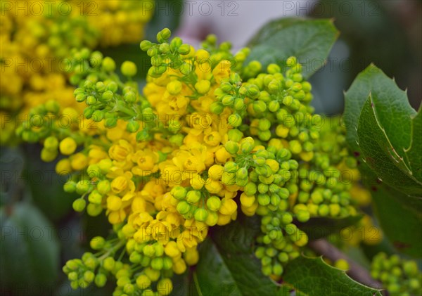 Oregon-grape (Mahonia Aquifolium)