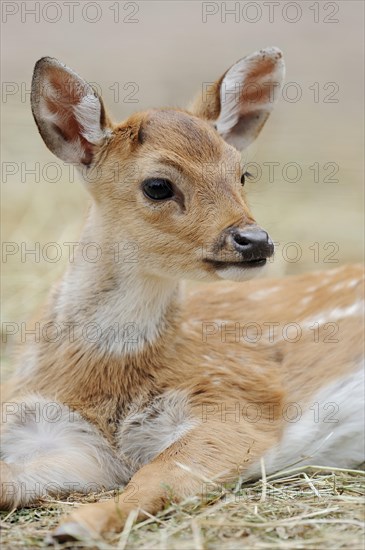 Chital (Axis axis), juvenile, captive, occurring in Asia