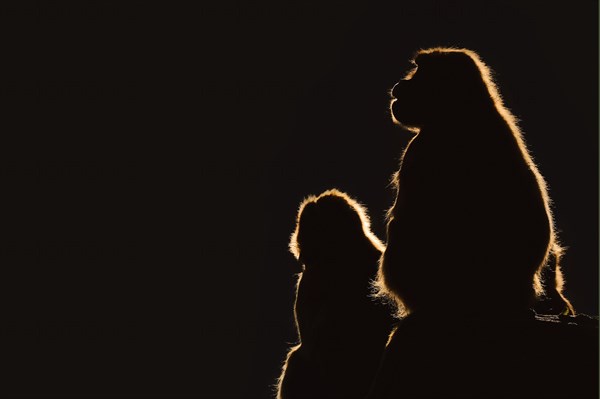 Djelada or gelada baboon (Theropithecus gelada), female in backlight, captive, occurrence in Ethiopia