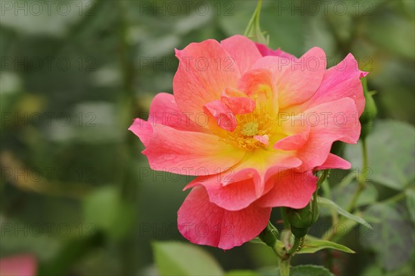 Garden rose or rose 'Rosenstadt Zweibruecken' (Rosa hybrida), flower, ornamental plant, North Rhine-Westphalia, Germany, Europe