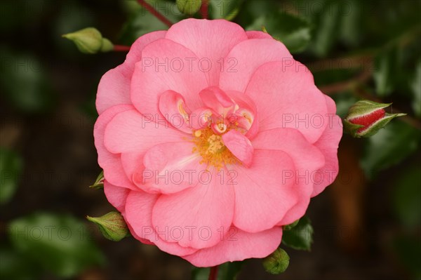 Garden rose or rose 'Medley Pink' (Rosa hybrida), flower, ornamental plant, North Rhine-Westphalia, Germany, Europe