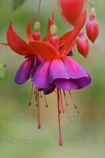 Fuchsia 'Royal Velvet' (Fuchsia hybride), flowers, ornamental plant, North Rhine-Westphalia, Germany, Europe