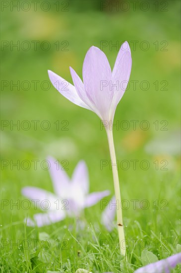 Autumn crocus or meadow saffron (Colchicum autumnale), North Rhine-Westphalia, Germany, Europe