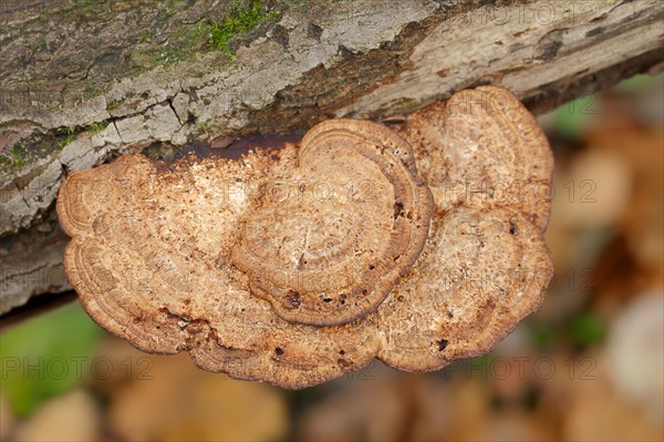 Reddening Tramete or Reddening Leaf Whorl (Daedaleopsis confragosa), North Rhine-Westphalia, Germany, Europe