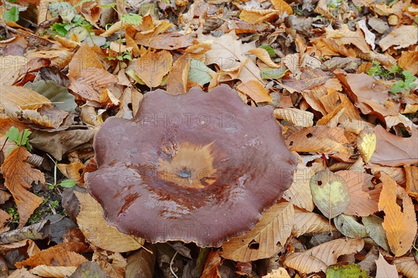 Chestnut-brown stem porling or black-red porling (Picipes badius, Polyporus badius), autumn, North Rhine-Westphalia, Germany, Europe