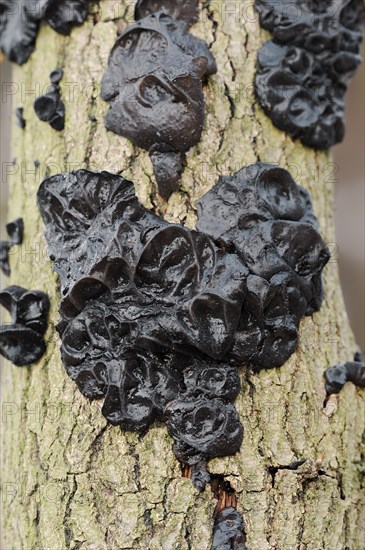 Warty glandular or warty black glandular (Exidia nigricans, Exidia plana), North Rhine-Westphalia, Germany, Europe