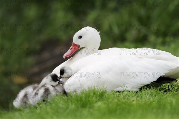 Coscoroba swan (Coscoroba coscoroba) with chicks, captive, occurring in South America