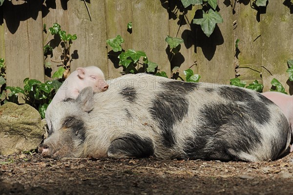 Goettingen minipig (Sus scrofa f. domestica), sow and piglet, North Rhine-Westphalia, Germany, Europe