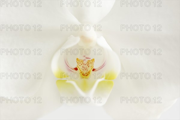 Butterfly orchid (Phalaenopsis), detail of the flower, houseplant, North Rhine-Westphalia, Germany, Europe