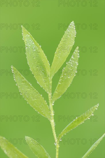 Dwarf bamboo (Pogonatherum paniceum), leaves with water droplets, houseplant, North Rhine-Westphalia, Germany, Europe