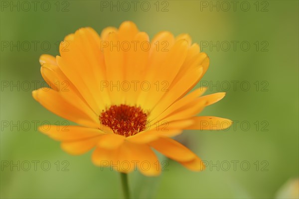 Marigold or garden marigold (Calendula officinalis), flower, North Rhine-Westphalia Germany