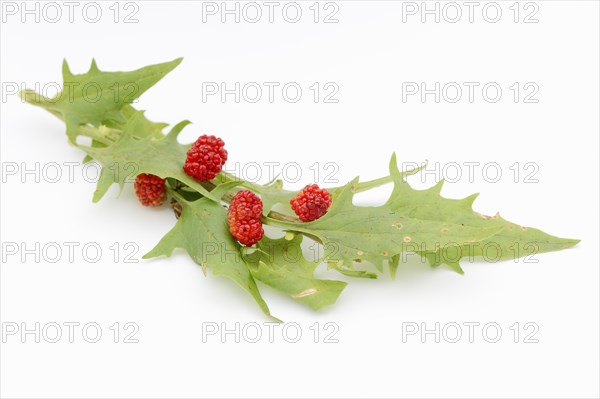 Strawberry spinach (Chenopodium foliosum, Blitum virgatum), leaves and fruits on a white background, vegetable and ornamental plant