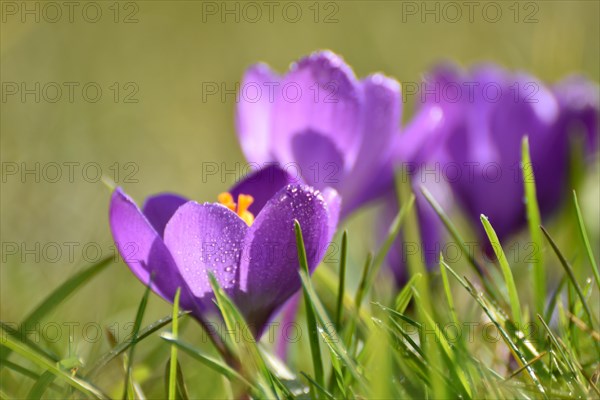 Purple crocuses on the edge of the Hunsrueck-Hochwald National Park, Rhineland-Palatinate, Germany, Europe