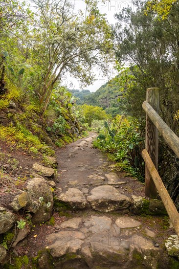 A path through a forest with a wooden fence on the right side. The path is made of rocks and has a few steps. The trees are green and the leaves are yellow