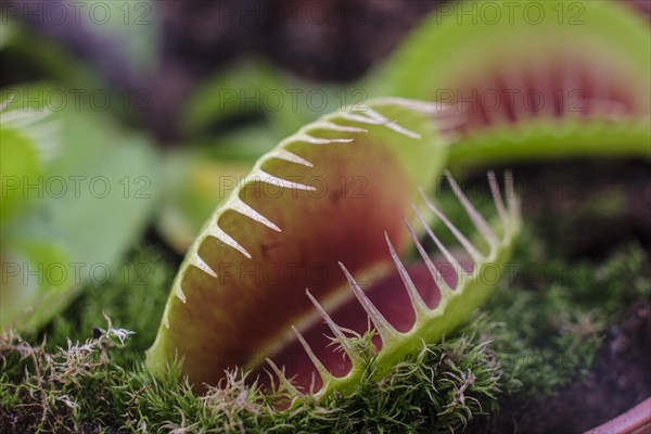 Carnivorous plant, Dionaea muscipula, Mallorca, Balearic Islands, Spain, Europe