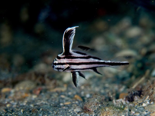 Juvenile spotted drum (Equetus punctatus), dive site Blue Heron Bridge, Phil Foster Park, Riviera Beach, Florida, USA, North America