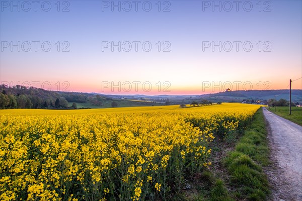 Landscape at sunrise. Beautiful morning landscape with fresh yellow rape fields in spring. Small castle in the yellow fields on a hill. Historic Ronneburg Castle in the middle of nature, Ronneburg, Hesse, Germany, Europe