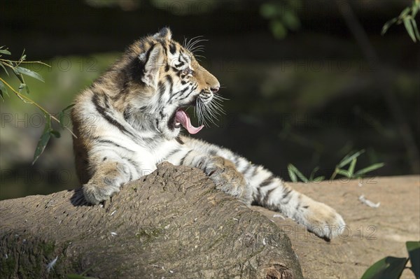 A tired tiger young yawns while resting on a tree trunk, Siberian tiger, Amur tiger, (Phantera tigris altaica), cubs