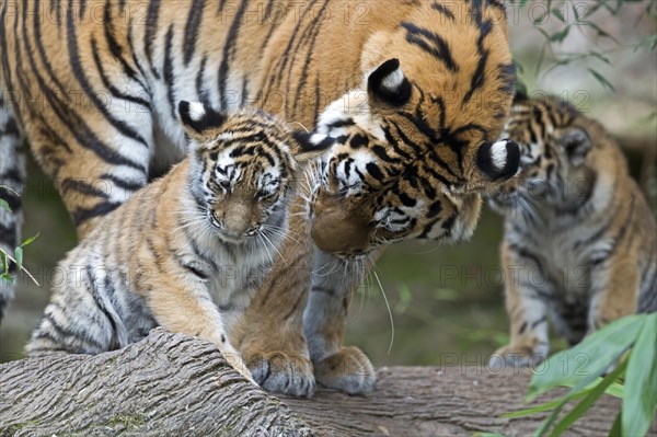 Two tiger cubs playing while an adult watches them, Siberian tiger, Amur tiger, (Phantera tigris altaica), cubs