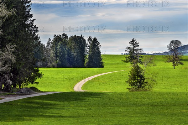 Forest edge, meadows and narrow country road near Kempten, Allgaeu, Swabia, Bavaria, Germany, Europe