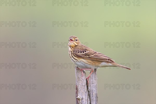 Tree pipit (Anthus trivialis) adult, sits singing on dry spruce, Wildlife, Animals, Birds, Siegerland, North Rhine-Westphalia, Germany, Europe